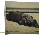 Sleeping Dog at the Edge of the Rug, Irregularly Cut Antique Tintype Photo