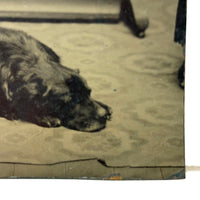 Sleeping Dog at the Edge of the Rug, Irregularly Cut Antique Tintype Photo