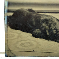 Sleeping Dog at the Edge of the Rug, Irregularly Cut Antique Tintype Photo