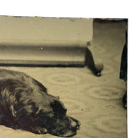 Sleeping Dog at the Edge of the Rug, Irregularly Cut Antique Tintype Photo