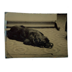 Sleeping Dog at the Edge of the Rug, Irregularly Cut Antique Tintype Photo