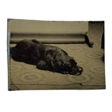 Sleeping Dog at the Edge of the Rug, Irregularly Cut Antique Tintype Photo