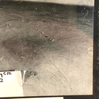 Curious Old Glass Plate Slide: Tiny Bean + Bite + Measure Taped to Skin