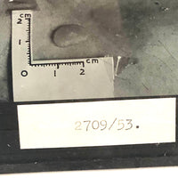 Curious Old Glass Plate Slide: Tiny Bean + Bite + Measure Taped to Skin