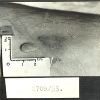 Curious Old Glass Plate Slide: Tiny Bean + Bite + Measure Taped to Skin