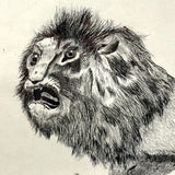 Fierce Looking Lion! Large Late 19th Century Ink Drawing in Period Frame