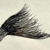 Fierce Looking Lion! Large Late 19th Century Ink Drawing in Period Frame