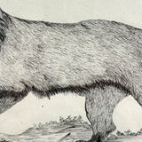 Fierce Looking Lion! Large Late 19th Century Ink Drawing in Period Frame