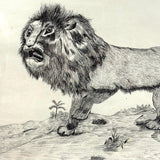 Fierce Looking Lion! Large Late 19th Century Ink Drawing in Period Frame