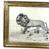 Fierce Looking Lion! Large Late 19th Century Ink Drawing in Period Frame