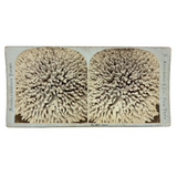 Lovely D. Appleton & Co., NY Coral Stereoview, c. 1870s