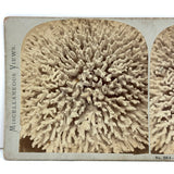 Lovely D. Appleton & Co., NY Coral Stereoview, c. 1870s
