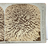 Lovely D. Appleton & Co., NY Coral Stereoview, c. 1870s