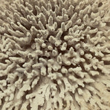 Lovely D. Appleton & Co., NY Coral Stereoview, c. 1870s