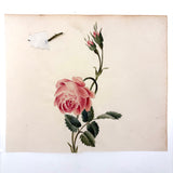 Self-reflexive 19th Century Watercolor Rose with Torn and Taped Stem