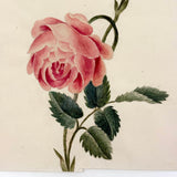 Self-reflexive 19th Century Watercolor Rose with Torn and Taped Stem