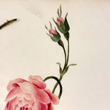 Self-reflexive 19th Century Watercolor Rose with Torn and Taped Stem