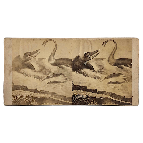Fantastic 19th C. Homemade Stereoview of Sea Creatures, Related to Louis Figuier Engraving