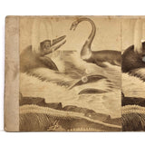 Fantastic 19th C. Homemade Stereoview of Sea Creatures, Related to Louis Figuier Engraving