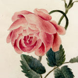 Self-reflexive 19th Century Watercolor Rose with Torn and Taped Stem