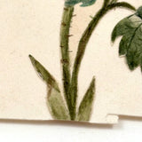 Self-reflexive 19th Century Watercolor Rose with Torn and Taped Stem