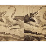 Fantastic 19th C. Homemade Stereoview of Sea Creatures, Related to Louis Figuier Engraving