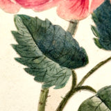 Self-reflexive 19th Century Watercolor Rose with Torn and Taped Stem