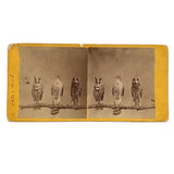 Stunning Early (1860s) Albumen Photo Stereoview: Owls and Hawk