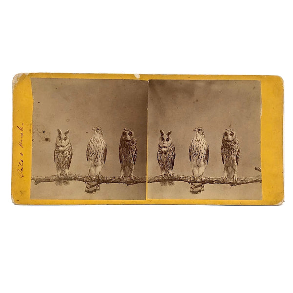 Stunning Early (1860s) Albumen Photo Stereoview: Owls and Hawk