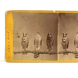 Stunning Early (1860s) Albumen Photo Stereoview: Owls and Hawk