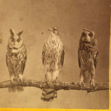 Stunning Early (1860s) Albumen Photo Stereoview: Owls and Hawk