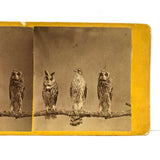 Stunning Early (1860s) Albumen Photo Stereoview: Owls and Hawk