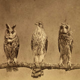 Stunning Early (1860s) Albumen Photo Stereoview: Owls and Hawk