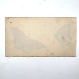 Mattie and Ollie's Watercolor Butterflies, 1881
