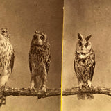 Stunning Early (1860s) Albumen Photo Stereoview: Owls and Hawk