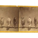 Stunning Early (1860s) Albumen Photo Stereoview: Owls and Hawk