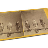 Stunning Early (1860s) Albumen Photo Stereoview: Owls and Hawk