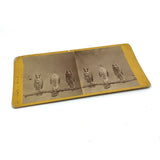 Stunning Early (1860s) Albumen Photo Stereoview: Owls and Hawk