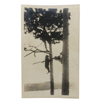 Bear Chasing Man Up Tree, Old Snapshot Photograph