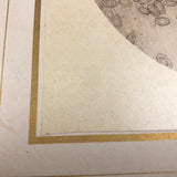 Stunning Early Microphoto (c. 1870s) of Blood Disks, Pepperell, MA