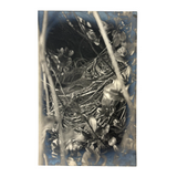 Cozy (and Nearly Camouflaged) Bird in Nest, Old Real Photo Postcard