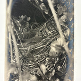 Cozy (and Nearly Camouflaged) Bird in Nest, Old Real Photo Postcard