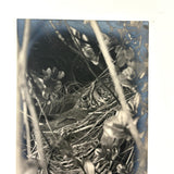 Cozy (and Nearly Camouflaged) Bird in Nest, Old Real Photo Postcard