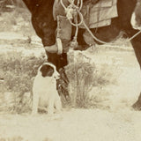 Rare Pair: Cowboy, Dog, Horses (and a Flaw), Early 1900s Cyanotype on Silk and  Albumen Print From Same Negative