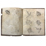 Leaf Studies, Rebecca Pillsbury's 1847 Notebook of Ink-stamped and Labeled Specimens, Nashville, NH