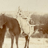 Rare Pair: Cowboy, Dog, Horses (and a Flaw), Early 1900s Cyanotype on Silk and  Albumen Print From Same Negative