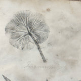 Leaf Studies, Rebecca Pillsbury's 1847 Notebook of Ink-stamped and Labeled Specimens, Nashville, NH