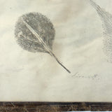 Leaf Studies, Rebecca Pillsbury's 1847 Notebook of Ink-stamped and Labeled Specimens, Nashville, NH
