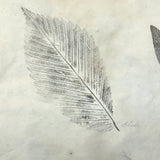 Leaf Studies, Rebecca Pillsbury's 1847 Notebook of Ink-stamped and Labeled Specimens, Nashville, NH