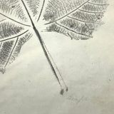 Leaf Studies, Rebecca Pillsbury's 1847 Notebook of Ink-stamped and Labeled Specimens, Nashville, NH